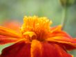 red flower