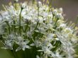white flowerses, macro