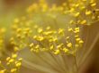 yellow flowers, macro