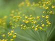 flowerses of the dill