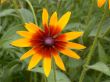 sunny flower