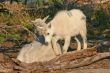 Mountain Goat with Kid