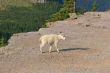 Mountain Goat Kid