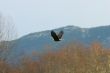 Bald Eagle In Flight