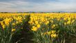 Field of Yellow Daffodils