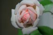 White Pink Rose