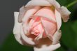 White Pink Rose