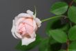 White Pink Rose