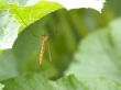 midge