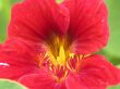 red flower