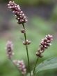 herb, macro