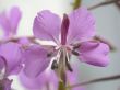 violet flower