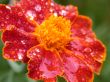 red flower after rain