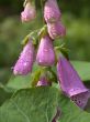 violet campanulas