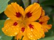 yellow flower