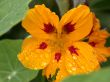 yellow flower