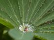 drop of water