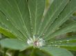 drop of water