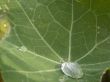 drop of water