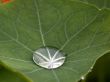 drop of water