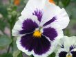 pansy