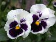 pansy
