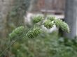 herb, macro