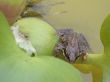 frog on the plant