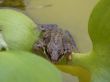 The frog