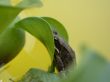 Frog on the plant