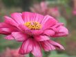 red flower