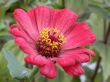 red flower
