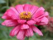 red flower