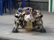 Hippopotamus