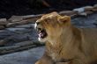 Yawning  lion