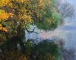 Turned yellow leaves of trees above water