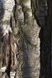 Fragment of a bark of an old birch
