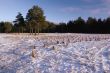 Winter morning on a wood glade