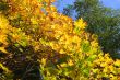 Foliage of an autumn maple