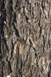 Fragment of a bark of a larch