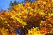 Foliage of an autumn maple