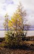 Lonely birch on autumn I protect