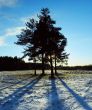 Group of pines on a glade in counter light