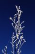 Branch of a tree in hoarfrost