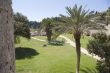 Palms in Rodos