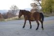 Runing Horse