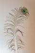 Peacock Feather