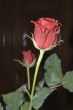 Two Red Roses