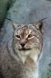 Portrait lynx