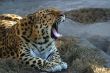 Yawning leopard